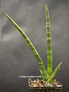 Sansevieria Phillipsiae, organically grown succulent plants for sale at TOMs FLOWer CLUB.