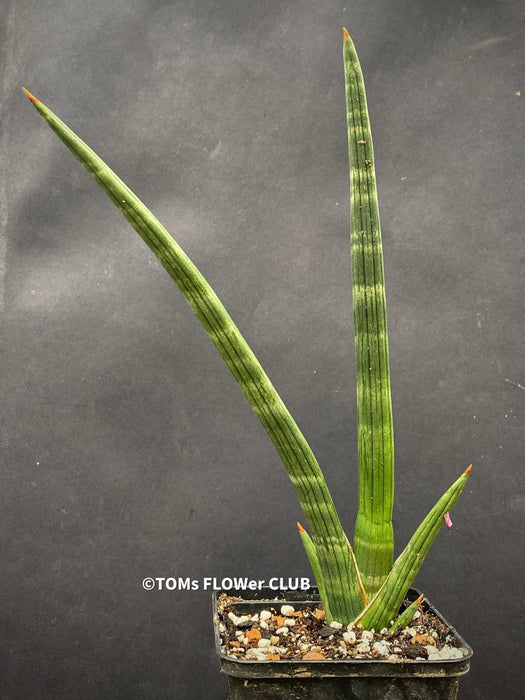 Sansevieria Phillipsiae, organically grown succulent plants for sale at TOMs FLOWer CLUB.