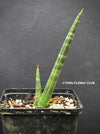 Sansevieria Phillipsiae, organically grown succulent plants for sale at TOMs FLOWer CLUB.