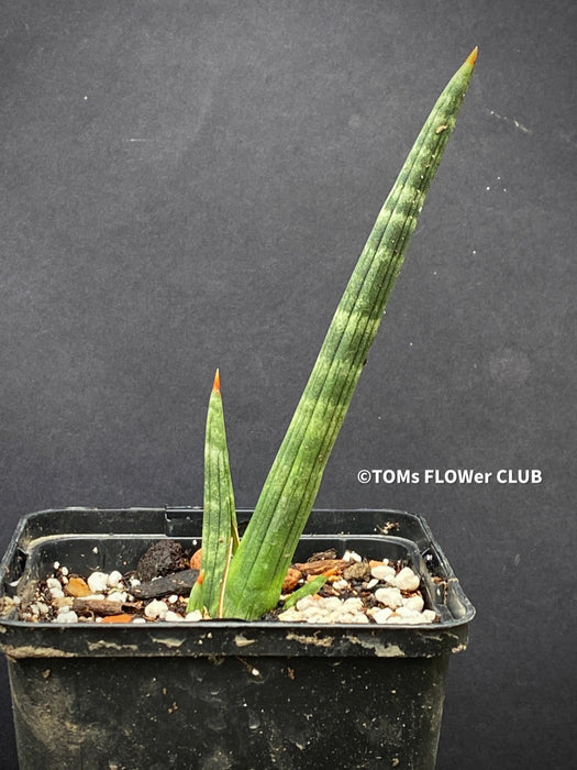 Sansevieria Phillipsiae, organically grown succulent plants for sale at TOMs FLOWer CLUB.