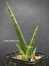 Sansevieria Phillipsiae, organically grown succulent plants for sale at TOMs FLOWer CLUB.