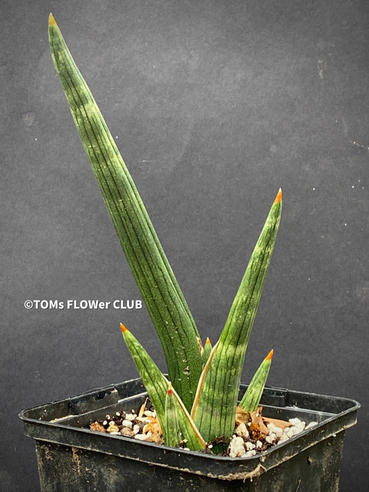 Sansevieria Phillipsiae, organically grown succulent plants for sale at TOMs FLOWer CLUB.