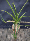 Sansevieria Phillipsiae, organically grown succulent plants for sale at TOMs FLOWer CLUB.