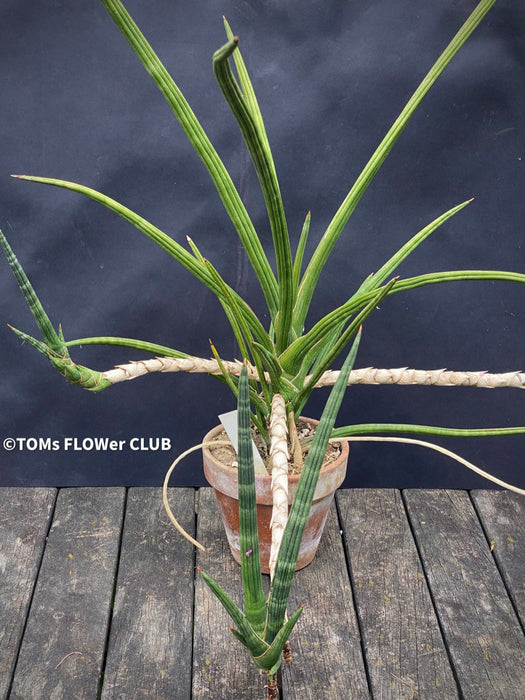 Sansevieria Phillipsiae, organically grown succulent plants for sale at TOMs FLOWer CLUB.