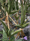 Sansevieria Pinguicula, snake plants, low maintenance plants, organically grown succulent plants for sale at TOMs FLOWer CLUB.