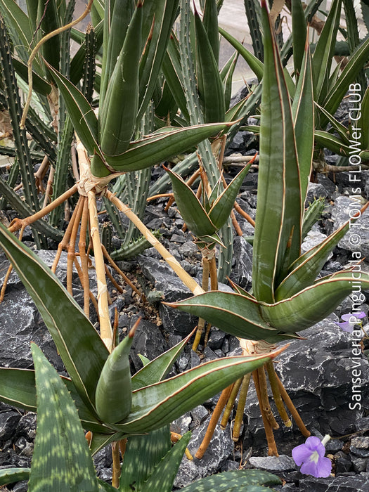 Sansevieria Pinguicula, snake plants, low maintenance plants, organically grown succulent plants for sale at TOMs FLOWer CLUB.