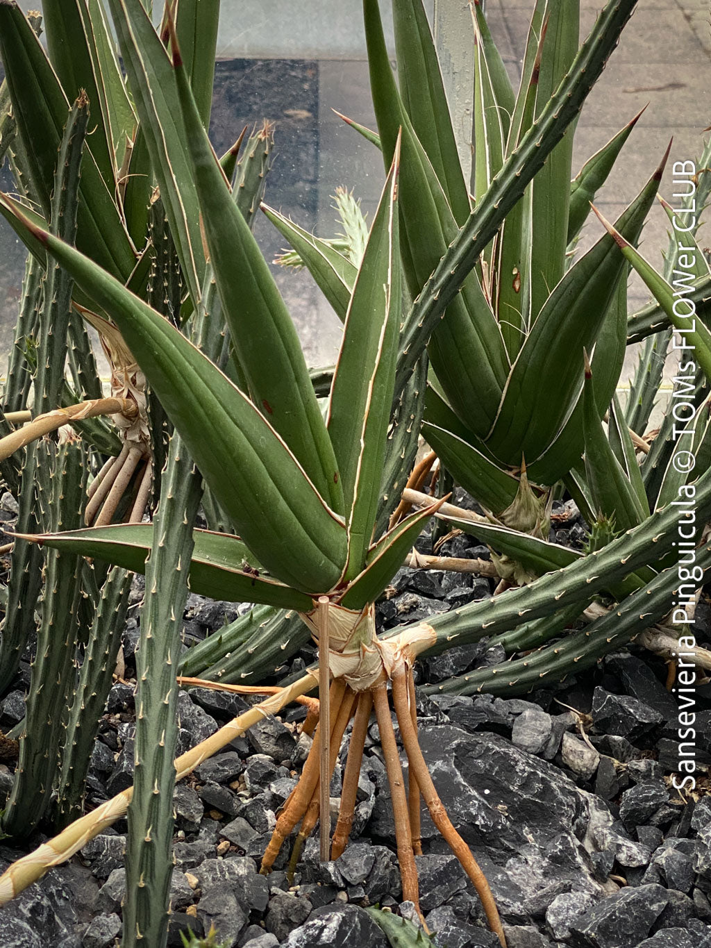 Sansevieria Pinguicula | organically grown succulent plants | TOMs