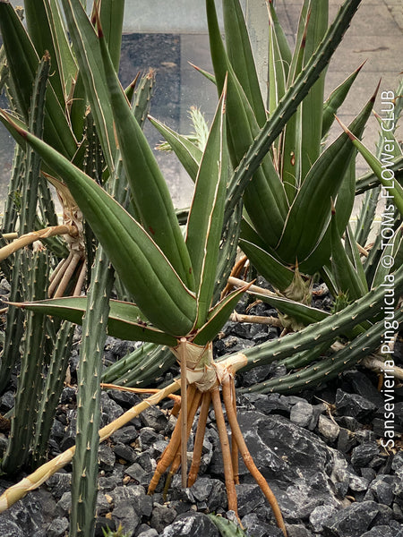 Sansevieria Pinguicula, snake plants, low maintenance plants, organically grown succulent plants for sale at TOMs FLOWer CLUB.