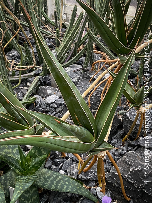 Sansevieria Pinguicula, snake plants, low maintenance plants, organically grown succulent plants for sale at TOMs FLOWer CLUB.