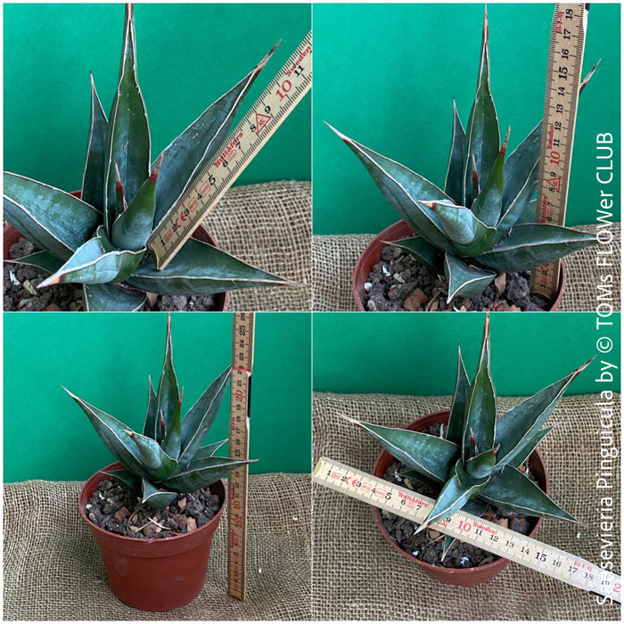 Sansevieria Pinguicula, organically grown succulent plants for sale at TOMs FLOWer CLUB.