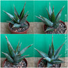 Sansevieria Pinguicula, organically grown succulent plants for sale at TOMs FLOWer CLUB.