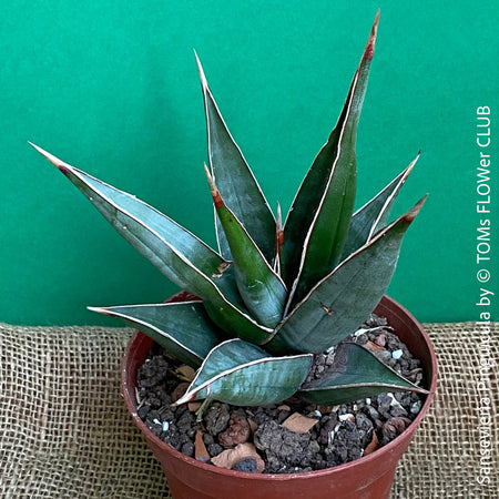 Sansevieria Pinguicula, organically grown succulent plants for sale at TOMs FLOWer CLUB.