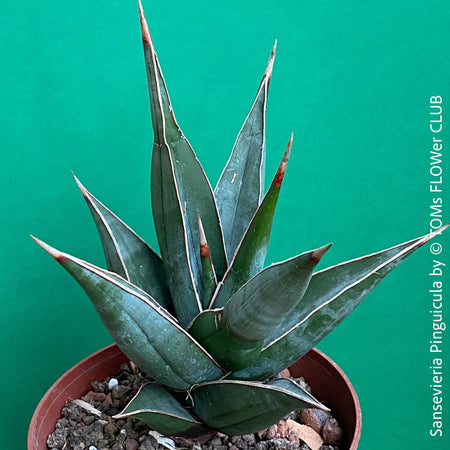 Sansevieria Pinguicula, organically grown succulent plants for sale at TOMs FLOWer CLUB.