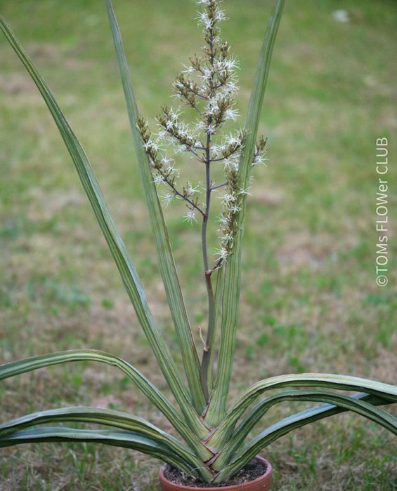 Sansevieria Robusta, seeds form organically grown plants for sale at TOMs FLOWer CLUB. 