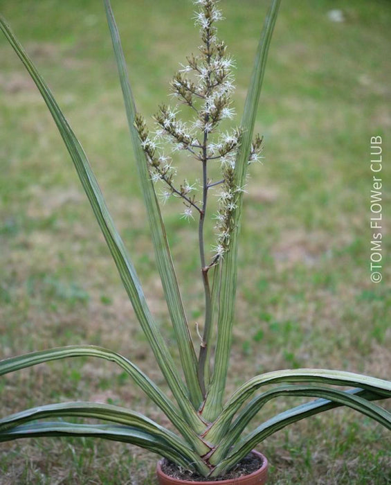 sansevieria seeds Sansevieria Robusta | seeds | organically grown succulent plants
