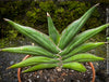 Sanservieria Sawasdee, Snake plant, Schwiegermutterzunge; svokryne jazyky, organically grown succulent plants for sale at TOMs FLOWer CLUB.