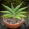 Sanservieria Sawasdee, Snake plant, Schwiegermutterzunge; svokryne jazyky, organically grown succulent plants for sale at TOMs FLOWer CLUB.