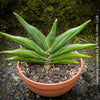 Sanservieria Sawasdee, Snake plant, Schwiegermutterzunge; svokryne jazyky, organically grown succulent plants for sale at TOMs FLOWer CLUB.