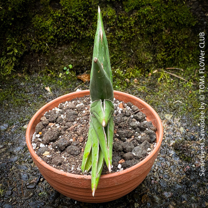 Sanservieria Sawasdee, Snake plant, Schwiegermutterzunge; svokryne jazyky, organically grown succulent plants for sale at TOMs FLOWer CLUB.