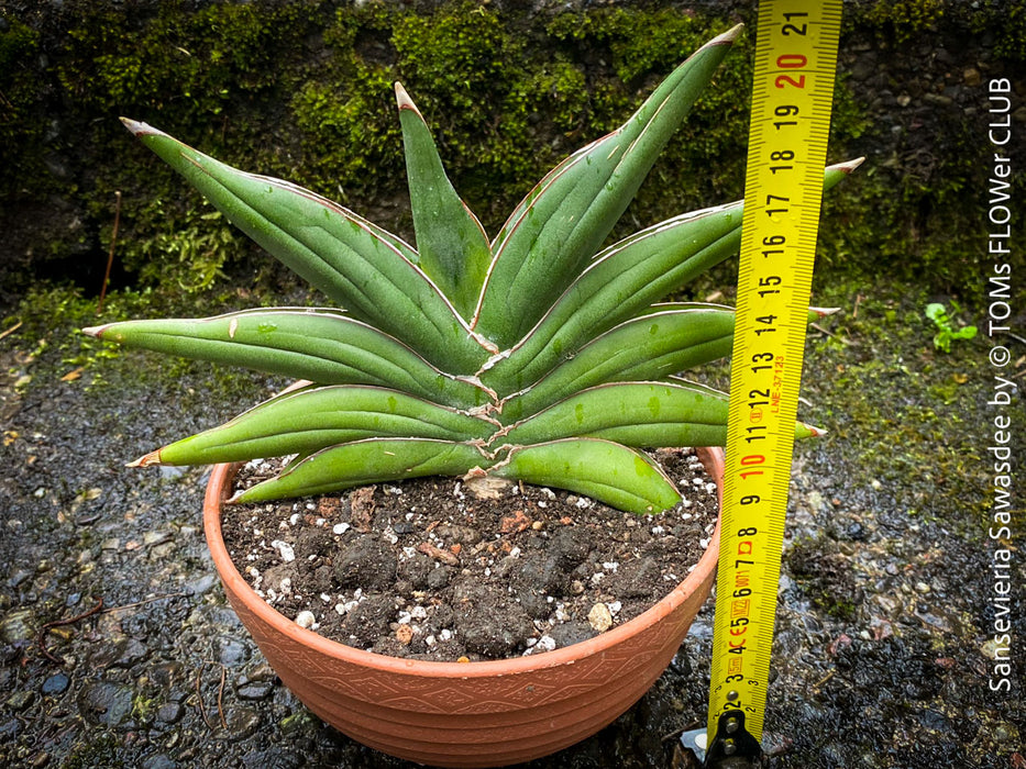 Sanservieria Sawasdee, Snake plant, Schwiegermutterzunge; svokryne jazyky, organically grown succulent plants for sale at TOMs FLOWer CLUB.