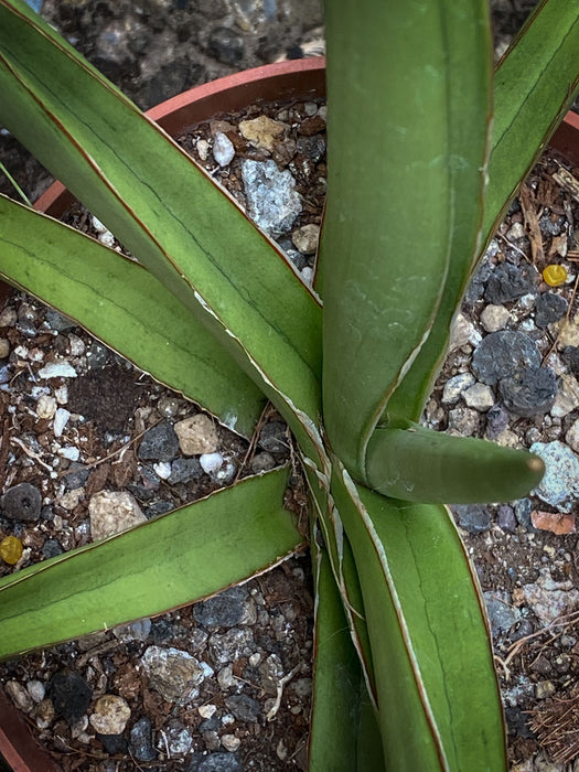 Sanservieria Silver Syreni, Snake plant, Schwiegermutterzunge; svokryne jazyky, organically grown succulent plants for sale at TOMs FLOWer CLUB.