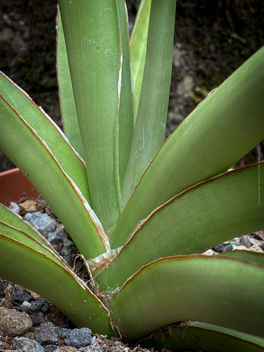 Sanservieria Silver Syreni, Snake plant, Schwiegermutterzunge; svokryne jazyky, organically grown succulent plants for sale at TOMs FLOWer CLUB.