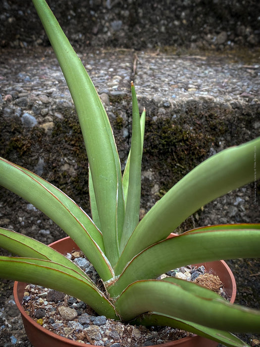 Sanservieria Silver Syreni, Snake plant, Schwiegermutterzunge; svokryne jazyky, organically grown succulent plants for sale at TOMs FLOWer CLUB.