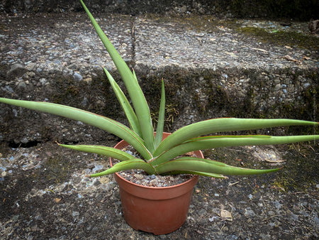 Sanservieria Silver Syreni, Snake plant, Schwiegermutterzunge; svokryne jazyky, organically grown succulent plants for sale at TOMs FLOWer CLUB.
