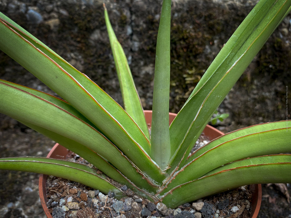 Sanservieria Silver Syreni, Snake plant, Schwiegermutterzunge; svokryne jazyky, organically grown succulent plants for sale at TOMs FLOWer CLUB.