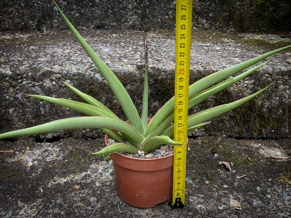 Sanservieria Silver Syreni, Snake plant, Schwiegermutterzunge; svokryne jazyky, organically grown succulent plants for sale at TOMs FLOWer CLUB.