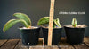 Sansevieria Sinus-Simiorum, organically grown succulent sansevieria plants for sale at TOMs FLOWer CLUB.