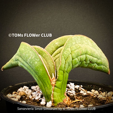 Sansevieria Sinus-Simiorum, organically grown succulent sansevieria plants for sale at TOMs FLOWer CLUB.