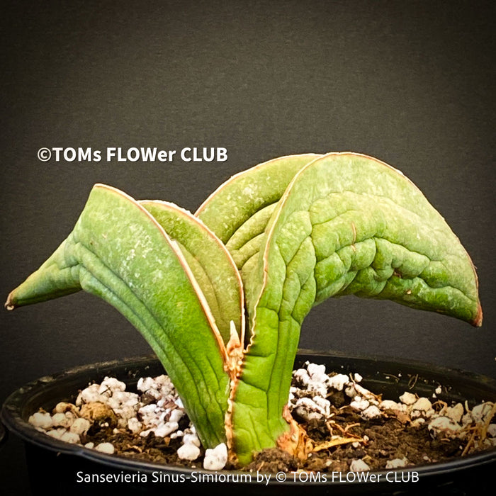 Sansevieria Sinus-Simiorum, organically grown succulent sansevieria plants for sale at TOMs FLOWer CLUB.