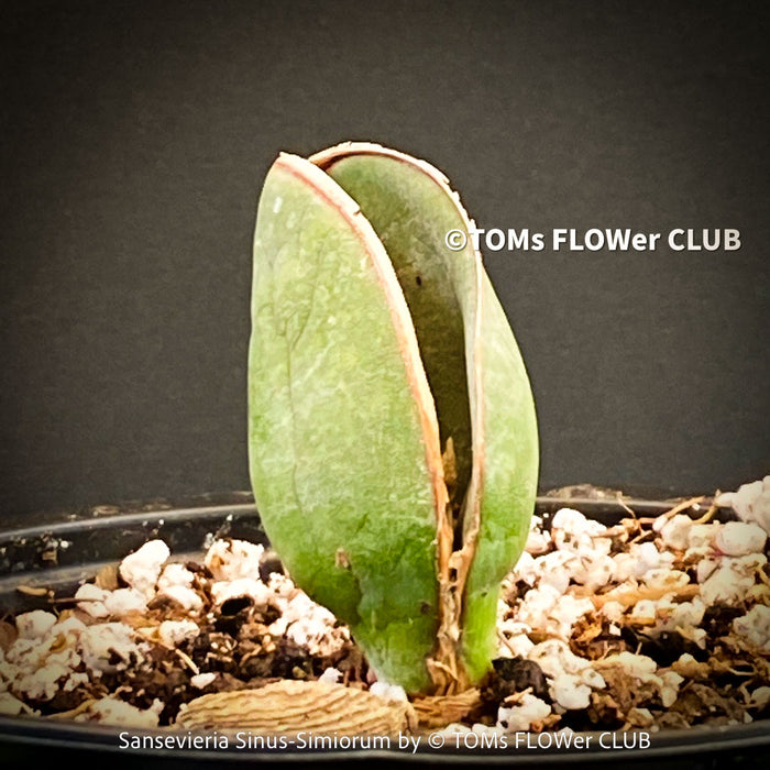 Sansevieria Sinus-Simiorum, organically grown succulent sansevieria plants for sale at TOMs FLOWer CLUB.