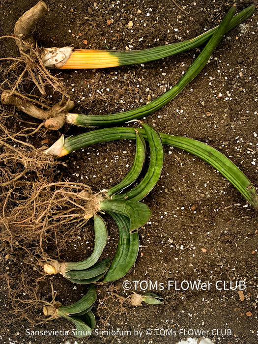 Sansevieria Sinus-Simiorum, organically grown succulent sansevieria plants for sale at TOMs FLOWer CLUB.