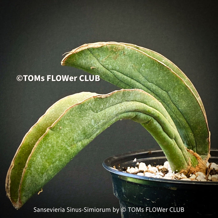 Sansevieria Sinus-Simiorum, organically grown succulent sansevieria plants for sale at TOMs FLOWer CLUB.