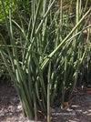 Sansevieria Stuckyi, organically grown succulent plants for sale at TOMs FLOWer CLUB.