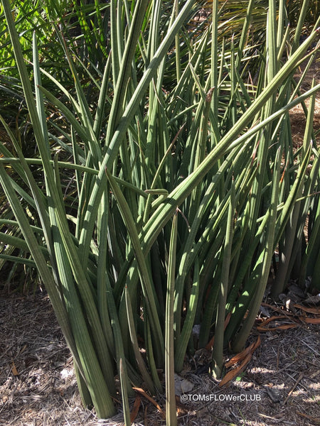 Sansevieria Stuckyi, organically grown succulent plants for sale at TOMs FLOWer CLUB.