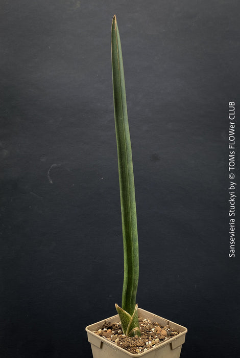 Sansevieria Stuckyi, air purifying plants, low maintenance plants, draughts resistant, organically grown succulent snake plants for sale at TOMs FLOWer CLUB.