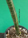 Sansevieria Stuckyi, organically grown succulent plants for sale at TOMs FLOWer CLUB.