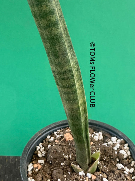 Sansevieria Stuckyi, organically grown succulent plants for sale at TOMs FLOWer CLUB.