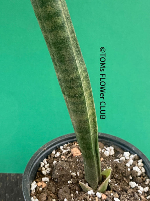 Sansevieria Stuckyi, organically grown succulent plants for sale at TOMs FLOWer CLUB.