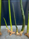 Sansevieria Stuckyi, air purifying plants, low maintenance plants, draughts resistant, organically grown succulent snake plants for sale at TOMs FLOWer CLUB.