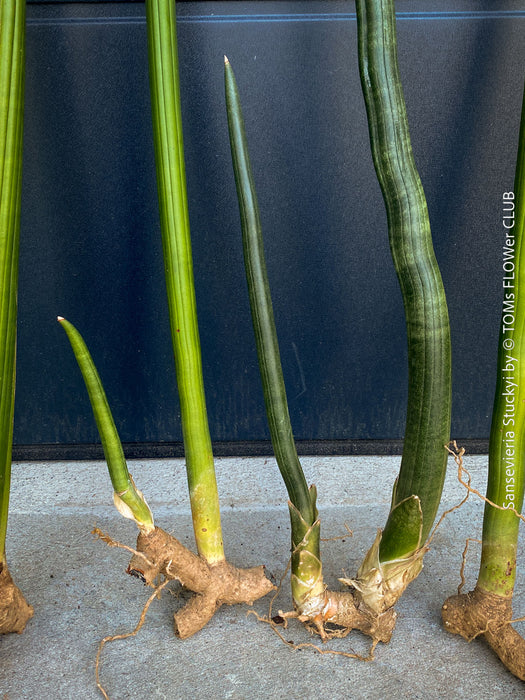 Sansevieria Stuckyi, air purifying plants, low maintenance plants, draughts resistant, organically grown succulent snake plants for sale at TOMs FLOWer CLUB.