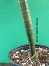 Sansevieria Stuckyi, organically grown succulent plants for sale at TOMs FLOWer CLUB.