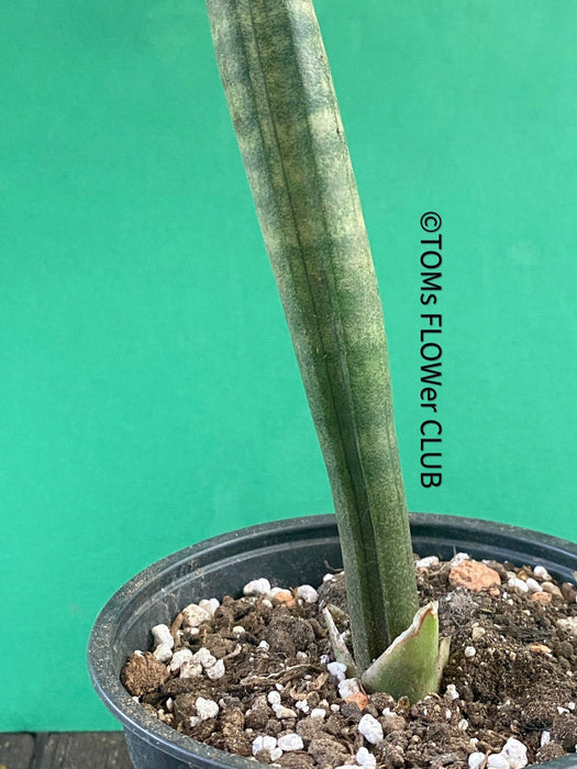 Sansevieria Stuckyi, organically grown succulent plants for sale at TOMs FLOWer CLUB.