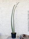 Sansevieria Stuckyi, organically grown succulent plants for sale at TOMs FLOWer CLUB.