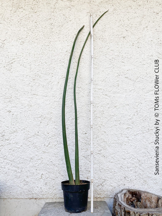 Sansevieria Stuckyi, organically grown succulent plants for sale at TOMs FLOWer CLUB.