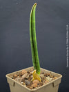 Sansevieria Stuckyi, air purifying plants, low maintenance plants, draughts resistant, organically grown succulent snake plants for sale at TOMs FLOWer CLUB.