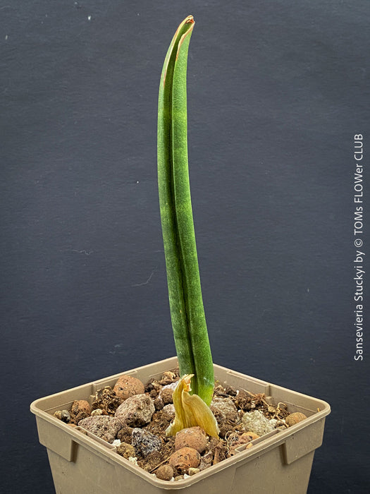 Sansevieria Stuckyi, air purifying plants, low maintenance plants, draughts resistant, organically grown succulent snake plants for sale at TOMs FLOWer CLUB.